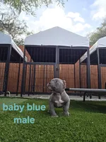 Baby blue male, a male American Bully for sale in Palatka, FL – Photo 3 of 5