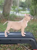 Orange female, a female American Bully for sale in Palatka, FL – 2 of 9