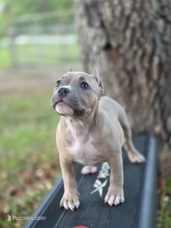 Orange female – American Bully puppy for sale in Palatka, FL