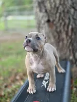 Orange female, a female American Bully for sale in Palatka, FL – 1 of 9