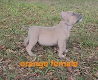 Orange female, a female American Bully for sale in Palatka, FL – 7 of 9
