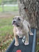 Orange female, a female American Bully for sale in Palatka, FL – 3 of 9
