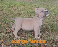 Orange female, a female American Bully for sale in Palatka, FL – 6 of 9