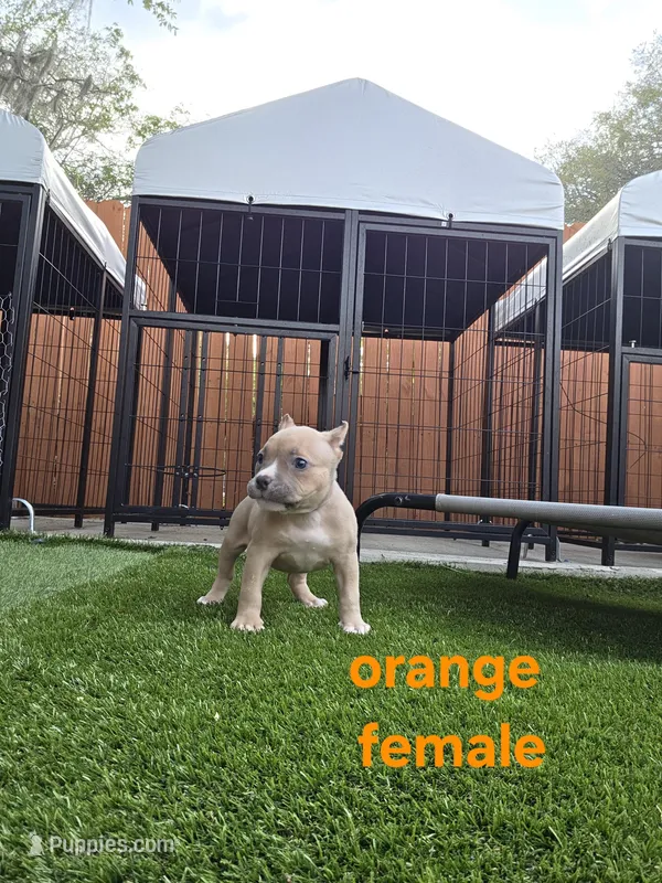 Orange female – American Bully puppy for sale in Palatka, FL