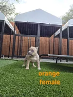 Orange female, a female American Bully for sale in Palatka, FL – Photo 1 of 6