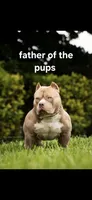 Green male, a male American Bully for sale in Palatka, FL – Photo 6 of 6