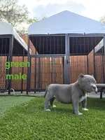 Green male, a male American Bully for sale in Palatka, FL – Photo 2 of 6