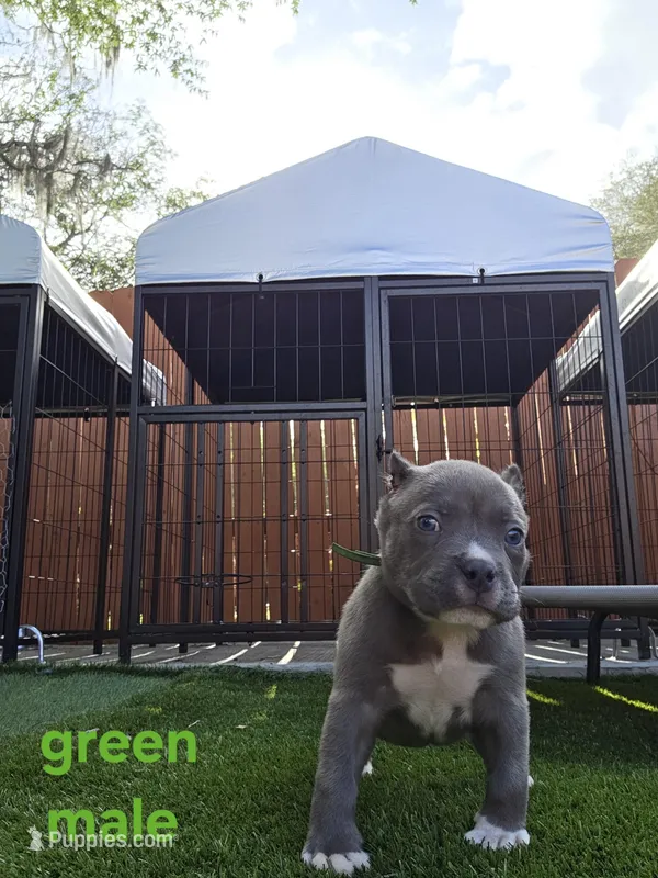 Green male – American Bully puppy for sale in Palatka, FL