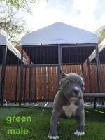 Green male, a male American Bully for sale in Palatka, FL – Photo 1 of 6