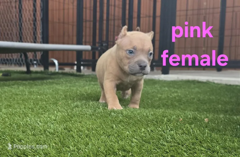 Pink female – American Bully puppy for sale in Palatka, FL