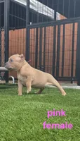 Pink female, a female American Bully for sale in Palatka, FL – Photo 2 of 6