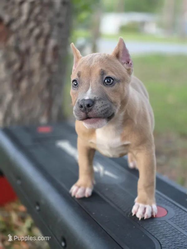 Yellow female – American Bully puppy for sale in Palatka, FL
