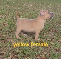 Yellow female, a female American Bully for sale in Palatka, FL – 6 of 9
