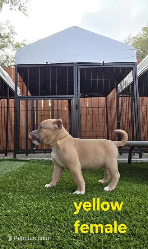 Yellow female – American Bully puppy for sale in Palatka, FL