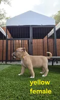 Yellow female, a female American Bully for sale in Palatka, FL – Photo 1 of 6