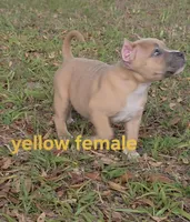 Yellow female, a female American Bully for sale in Palatka, FL – 7 of 9