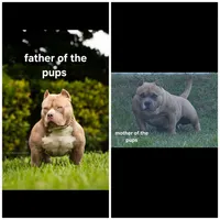 Yellow female, a female American Bully for sale in Palatka, FL – 8 of 9