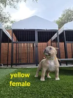Yellow female, a female American Bully for sale in Palatka, FL – Photo 2 of 6