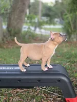 Yellow female, a female American Bully for sale in Palatka, FL – 2 of 9