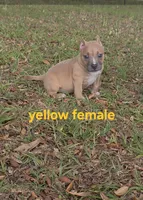 Yellow female, a female American Bully for sale in Palatka, FL – 5 of 9