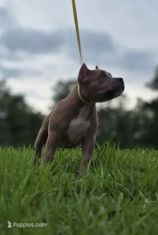 Turquoise female – American Bully puppy for sale in Palatka, FL