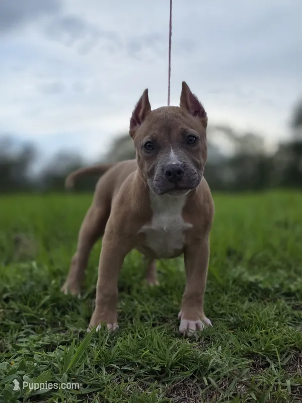 Yellow female – American Bully puppy for sale in Palatka, FL