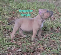 Turquoise female, a female American Bully for sale in Palatka, FL – 6 of 10