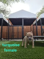 Turquoise female, a female American Bully for sale in Palatka, FL – Photo 2 of 6