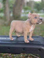 Turquoise female, a female American Bully for sale in Palatka, FL – 3 of 10