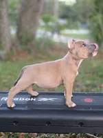 Turquoise female, a female American Bully for sale in Palatka, FL – 2 of 10