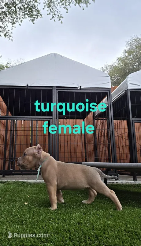 Turquoise female – American Bully puppy for sale in Palatka, FL