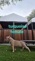 Turquoise female, a female American Bully for sale in Palatka, FL – Photo 1 of 6