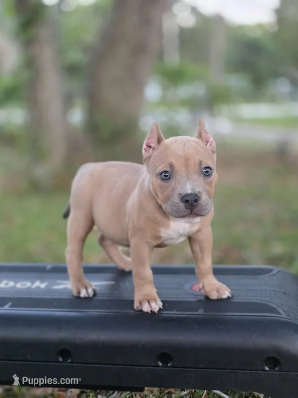 Turquoise female – American Bully puppy for sale in Palatka, FL