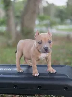 Turquoise female, a female American Bully for sale in Palatka, FL – 1 of 10