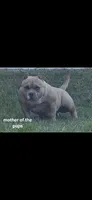 Turquoise female, a female American Bully for sale in Palatka, FL – Photo 6 of 6