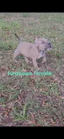 Turquoise female, a female American Bully for sale in Palatka, FL – 7 of 10