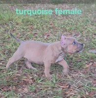 Turquoise female, a female American Bully for sale in Palatka, FL – 8 of 10