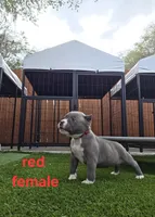 Red female, a female American Bully for sale in Palatka, FL – Photo 1 of 7