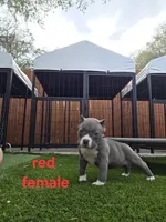 Red female, a female American Bully for sale in Palatka, FL – Photo 3 of 7
