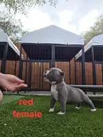 Red female, a female American Bully for sale in Palatka, FL – Photo 2 of 7
