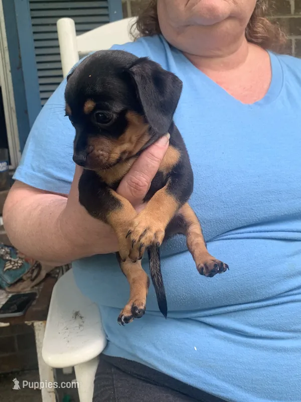 No name – Dachshund, Chihuahua puppy for sale in Murfreesboro, TN