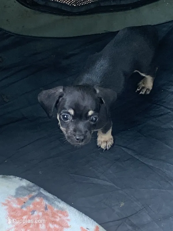 No name – Dachshund, Chihuahua puppy for sale in Murfreesboro, TN