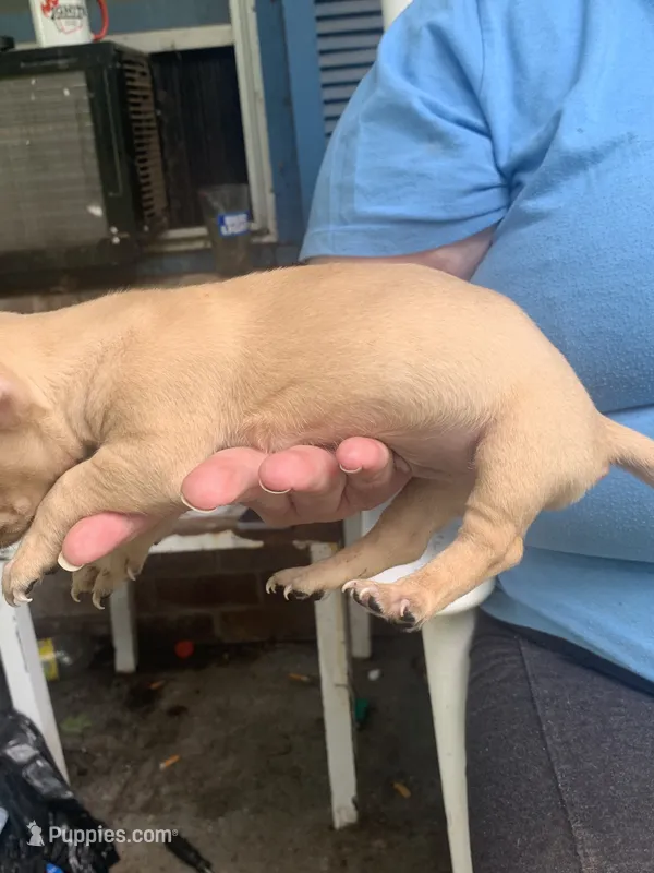 No name – Dachshund, Chihuahua puppy for sale in Murfreesboro, TN