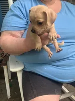 No name, a male Dachshund and Chihuahua for sale in Murfreesboro, TN – 2 of 2