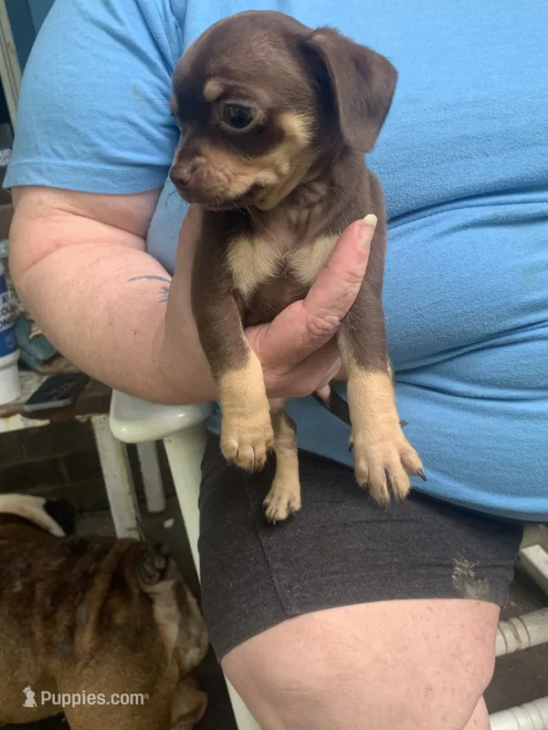 No name – Dachshund, Chihuahua puppy for sale in Murfreesboro, TN