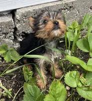Rosie, a female Yorkshire Terrier for sale in Cadillac, MI – 2 of 2