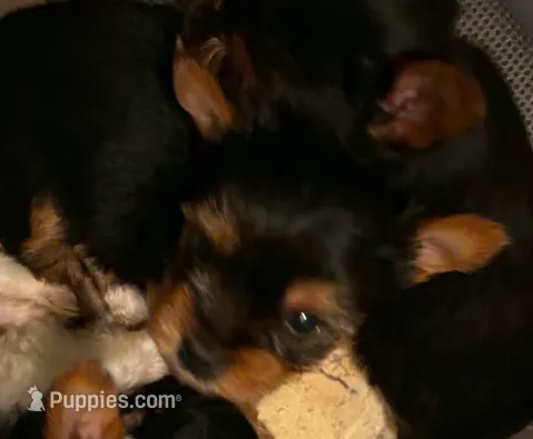 Hera – Yorkshire Terrier puppy for sale in Cadillac, MI