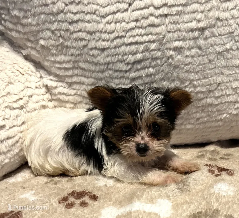 Athena  – Yorkshire Terrier puppy for sale in Cadillac, MI
