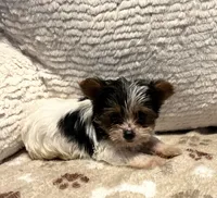  Princess, a female Yorkshire Terrier for sale in Cadillac, MI – 1 of 4