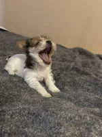 Buns , a male Yorkshire Terrier for sale in Cadillac, MI – Photo 4 of 4